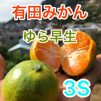 クセになる美味しさ！ゆら早生みかん  10kg  小玉（３Ｓ） 箱込み10kg   果物/温州みかん通販
