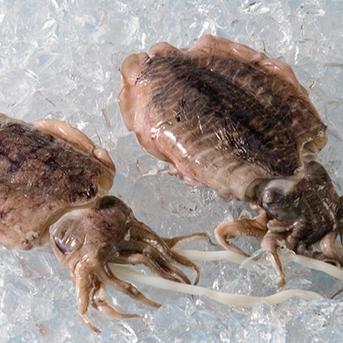 霹靂、一閃、カミナリイカ(冷凍)旨い2匹 2匹 魚介類/イカ通販