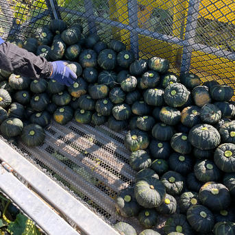 訳あり【農薬不使用】追熟完了後発送！富良野産 坊ちゃんかぼちゃ 5kg