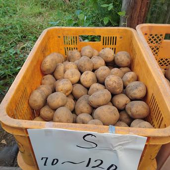 伊東農園のプレミアム・キタアカリ:Sサイズ(３kg) Sサイズ３kg 野菜/じゃがいも通販