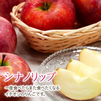 りんご【シナノリップ】約5kg 2026年度予約受付中 新品種 長野県限定