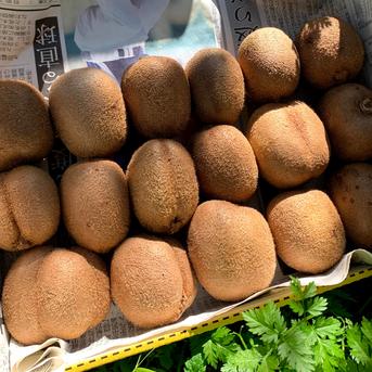 12月上旬発送【今だけ10％増量】甘っ！ グリーンキウイの概念が変わる