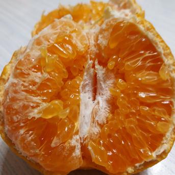 うちの春物　春の香りただよう『はるみ🍊』 約2.8キロ 果物/オレンジ・その他みかん通販