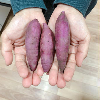 チビ芋♪紅はるか♪土付きです。 4.5kg 野菜/さつまいも通販