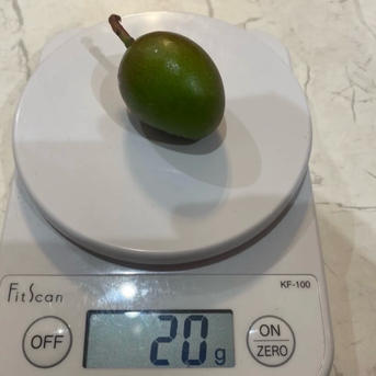 摘果マンゴー　グリーンマンゴー　 very small 20g〜65g 沖縄県産 摘果マンゴー(グリーンマンゴー)※小さめです！ ｜ 野菜