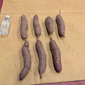 北海道産 さつまいも「紅はるか」大きめサイズ 8kg | 野菜