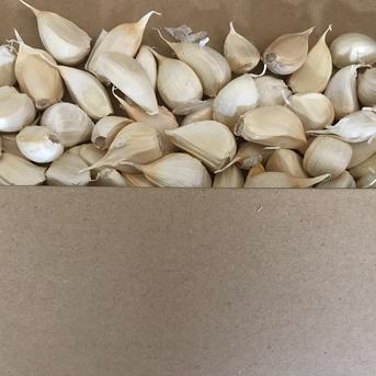 【わけあり品・小粒のみ】青森県産ホワイト六片種にんにく バラ 1.5kg(500g×3箱) 令和6年度産【高糖度】 小粒のみ 1.5kg(500g×3箱) 野菜/にんにく通販