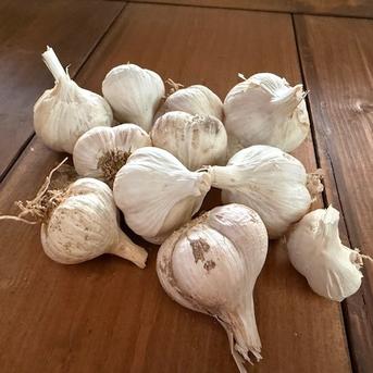 無農薬栽培 にんにく ニンニク（小粒） 1kg ｜ 野菜/にんにく 産直