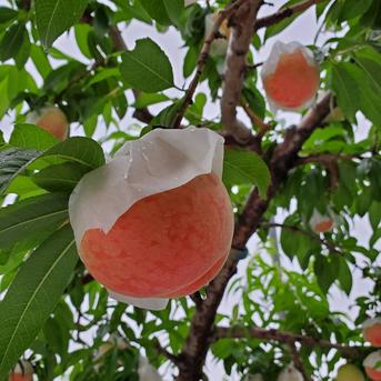 【倍量】ご好評につき再販！お手頃価格のちょっといい桃2㎏×2箱☆ 2㎏×2箱 果物/もも通販