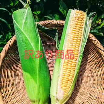 お買い得!!味は変わらずこのお値段。ご家庭用にいかがでしょうか? 5kg （15本前後） 野菜/とうもろこし通販