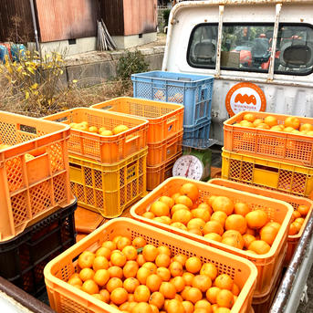 🍊完熟早生みかん(興津)S.M.L混合 | 果物/温州みかん 産直アウル 農家