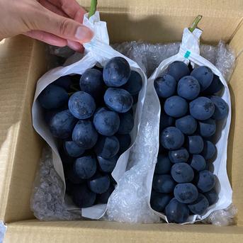 種なし！皮ごとの贅沢。濃密紫紺の実 ナガノパープル2房（1kg