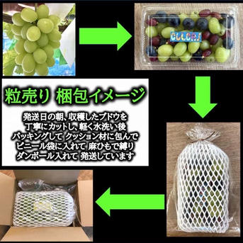 夏の終わりのブドウ祭り！！ 20％増量サービス ブドウ粒売り3種食べ