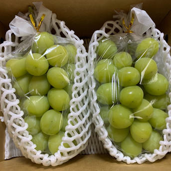 クール便発送　当日発送可　山梨県産　シャインマスカット　6kg 農家直送 クール便】収穫が始まりました！人気のシャインマスカットご家庭