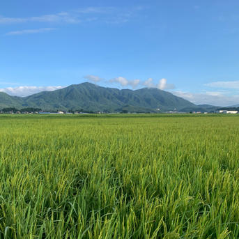 令和七年新潟県産コシヒカリ中米 | 米・穀物/米/精米 産直アウル 農家