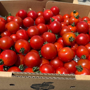 訳ありミニトマト🍅キャロルムーン🍅 ミニトマト2kg 野菜/トマト通販