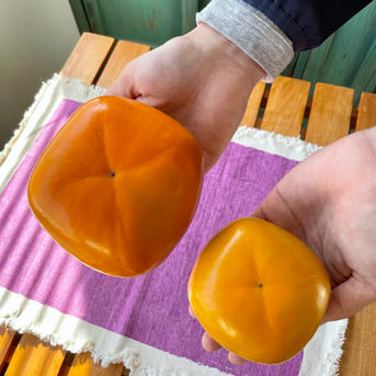 《数量限定》どすこい！大きさ横綱級。 特大ひらたねなし柿　４玉入り（家庭用） 4L以上大玉4コ入り 果物/柿通販