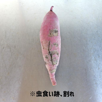 訳ありC品】熟成不要のさつま芋「あまはづき5kg」（虫害・割れ・キズ