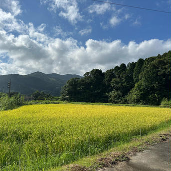 令和7年産 耀農場コシヒカリ 令和7年産　新米コシヒカリ米　5kg 米・穀物/米/精米通販