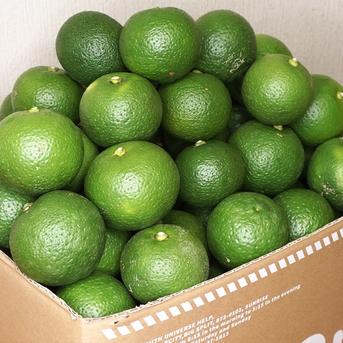 【お徳用・訳あり品】大分県宇佐市産かぼす約10kg 徳用種ありかぼす10kg 果物/香酸柑橘(ライム・レモン等)通販