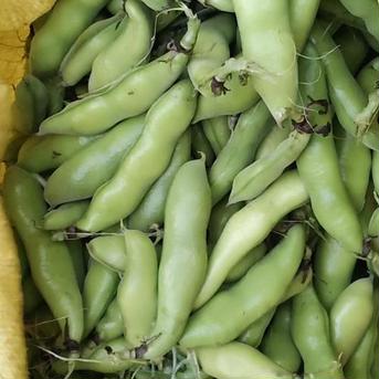 そらまめ(一寸お多福空豆)2kg 2kg 野菜/豆類通販