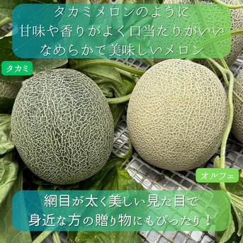 オルフェメロン3L8玉 8玉 果物/メロン通販