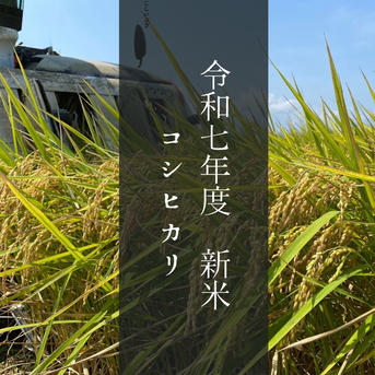 令和7年産 新米 コシヒカリ ｜ 米・穀物/米/精米 産直アウル 農家 