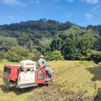自然農法 滋賀県産コシヒカリ 20キロ 8分つき 山水と豊かな土壌で育て