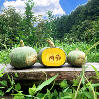 5kg自然栽培の固定種🎃固定種南瓜！農薬不使用！無肥料！かぼちゃ かぼちゃ5kg 野菜/かぼちゃ通販