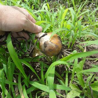 【食品ロス】淡路島産 自然栽培 小粒でも1人前！ 旨味凝縮「タマネギ」3kg (SDGsエバンジェリスト認定／2020最優秀賞) 3kg 野菜/玉ねぎ通販