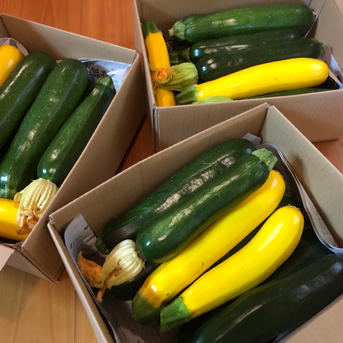夏野菜第1弾‼️自然栽培べっぴんやさいズッキーニBOX（約2kg） 約2kg（8〜10本程度） 野菜/ズッキーニ通販