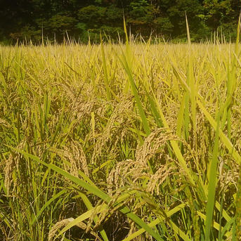 令和6年青森県産あさゆき5kg×2 5kg×2 米・穀物/米/精米通販