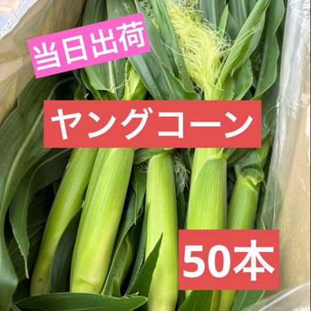 収穫日即日発送　新鮮朝採りヤングコーン200本　ゴールドラッシュのベビーコーン 和歌山県産 ゴールドラッシュ ヤングコーン 50本 ｜ 野菜/とうもろこし