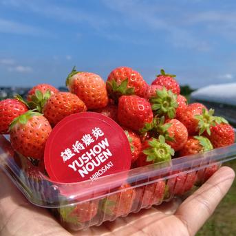 コロコロちびイチゴ！規格外特価、一箱1キロ以上！夏秋いちご すず