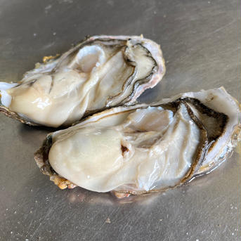 北海道産海峡牡蠣 殻付き牡蠣45個 魚介類/牡蠣通販