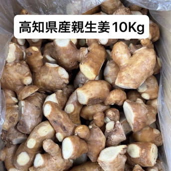 高知県産親生姜 親生姜10Kg 野菜/薬味通販