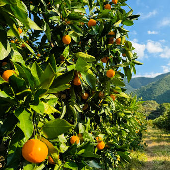 最高級の甘さ！ゆら早生　小玉10kg 最高級の甘さ！ゆら早生 小玉10kg