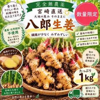 繊維が少なく肉厚】希少品種 八郎生姜 1kg｜農薬・化学肥料・除草剤不