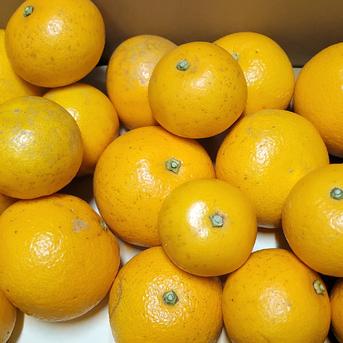 有田八朔(はっさく)　小玉多め　ご家庭用　和歌山　有田市　産地直送　4kg(箱込み)＋補償分 小玉多め4kg(箱込み)＋補償分 果物/その他柑橘類通販