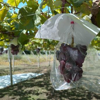 訳あり】富士の輝き4房入り | 果物/ぶどう 産直アウル 農家から直接