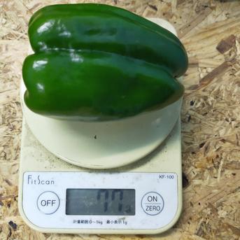 物価高騰に一役！！ B規格 緑 無選別 4Kg ｜ 野菜/ピーマン 産直アウル
