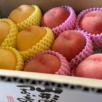 お得な食べ比べ 山形県産川中島白桃と黄金桃【自家用詰め合わせ