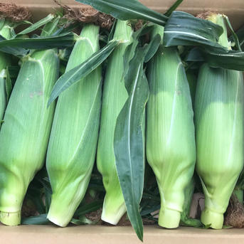 朝採りとうもろこし クール便 ｜ 野菜/とうもろこし 産直アウル 農家