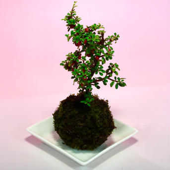 【一点限定　早い者勝ち！】苔玉　白紫檀 高さ20㌢　重さ300㌘ 花・植物/花・植物通販