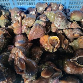 【今が激旬】  青つぶ 3キロ入り 青つぶ 3キロ 45個～54個 魚介類/その他貝類通販