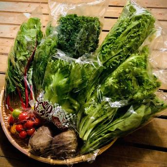 野菜ソムリエ推奨！魔法のトリュフドレッシングを美味しく味わうサラダ野菜セット サラダ野菜6品＆トリュフドレッシング200g 野菜/野菜セット・詰め合わせ通販