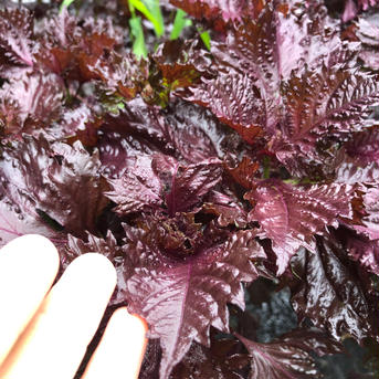 3kg【予約販売限定100 g以上増量】自然の香る赤紫蘇！農薬不使用！朝採り新鮮！入るだけお包みいたします。7月初旬から発送 赤紫蘇3kg予約7月初旬 野菜/その他野菜通販