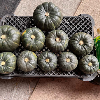 訳あり品】北海道産🎃坊ちゃんかぼちゃ ｜ 野菜/かぼちゃ 産直アウル