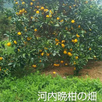 愛南ゴールド5kg【贈答用】 4kg 果物/オレンジ・その他みかん通販
