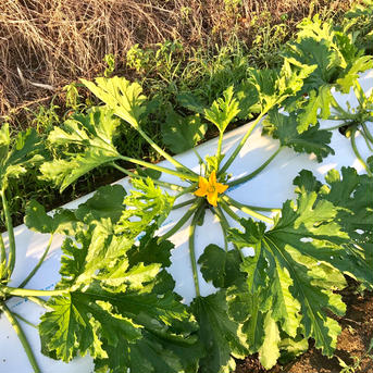 【鹿児島産】甘塩ズッキーニ箱込み1キロ^_^ 箱込み1キロ前後（本数5本前後） 野菜/ズッキーニ通販